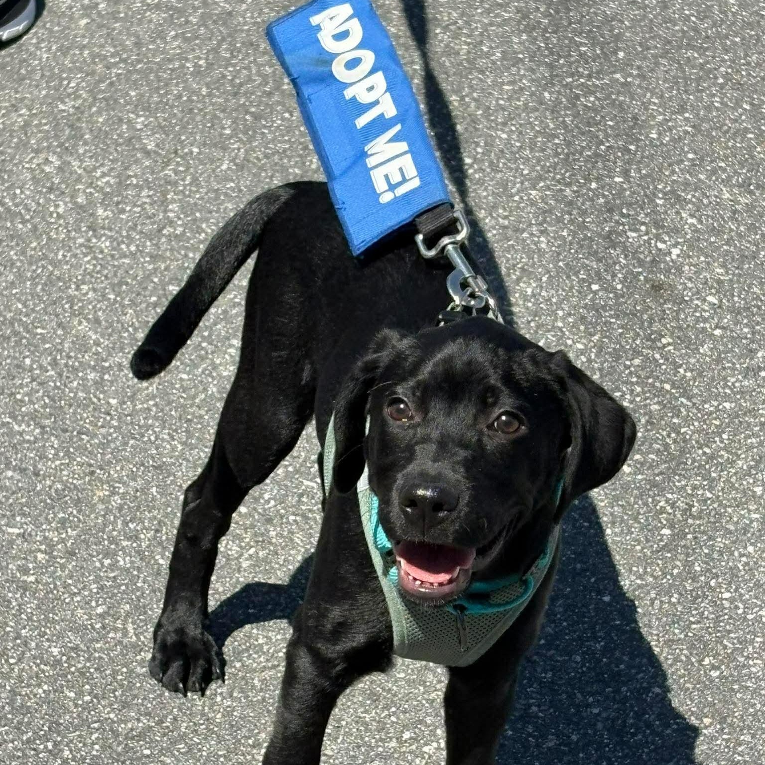 Enlarge ASHA - ARRIVING IN MAINE APRIL 18TH, an adopted mixed breed in Berwick, ME image 3/6
