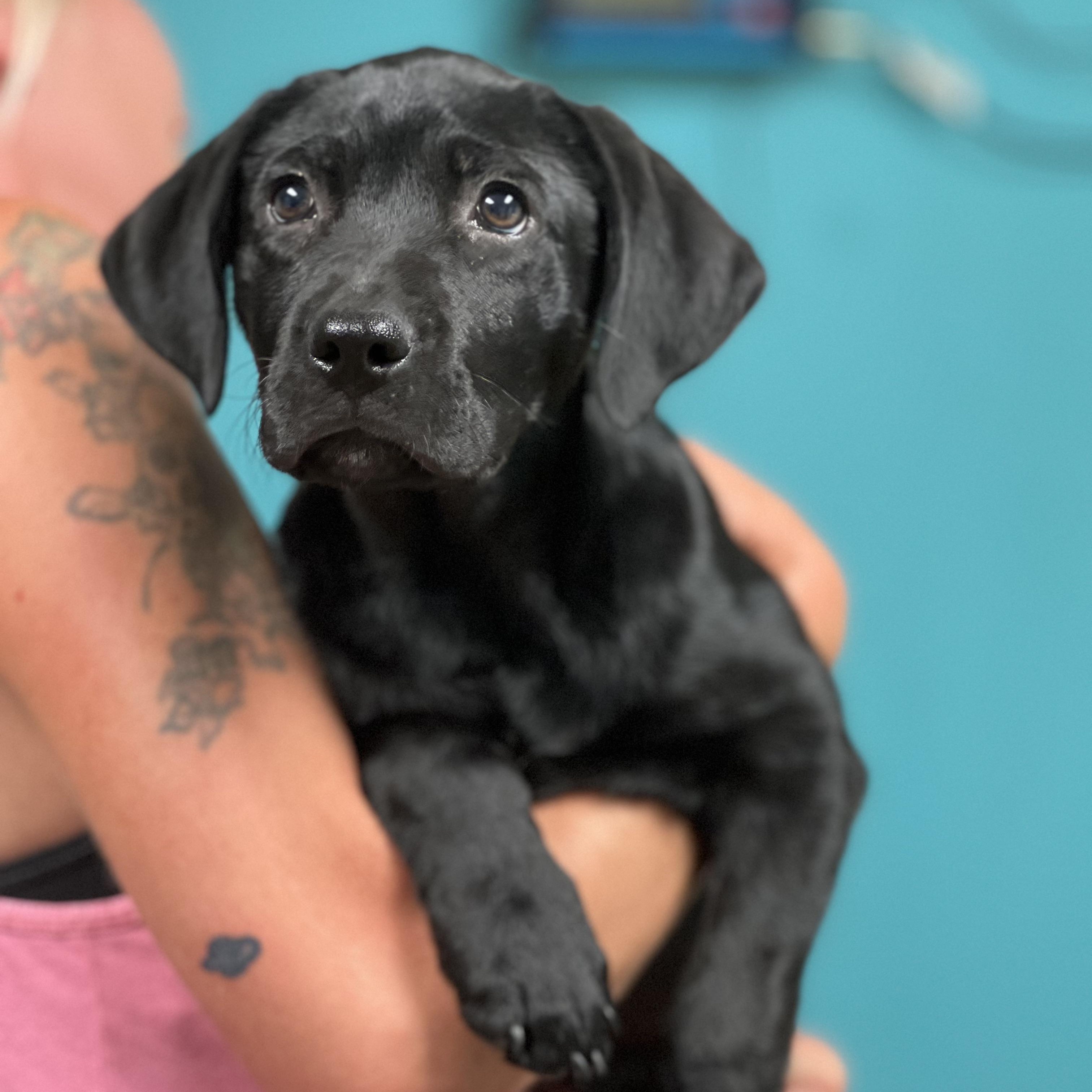 Enlarge ASHA - ARRIVING IN MAINE APRIL 18TH, a Adoptable mixed breed in Berwick, ME image 4/6