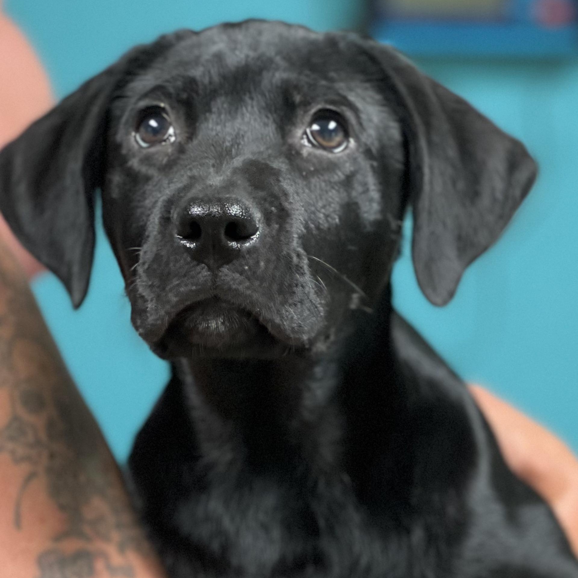 Enlarge ASHA - ARRIVING IN MAINE APRIL 18TH, a Adoptable mixed breed in Berwick, ME image 6/6