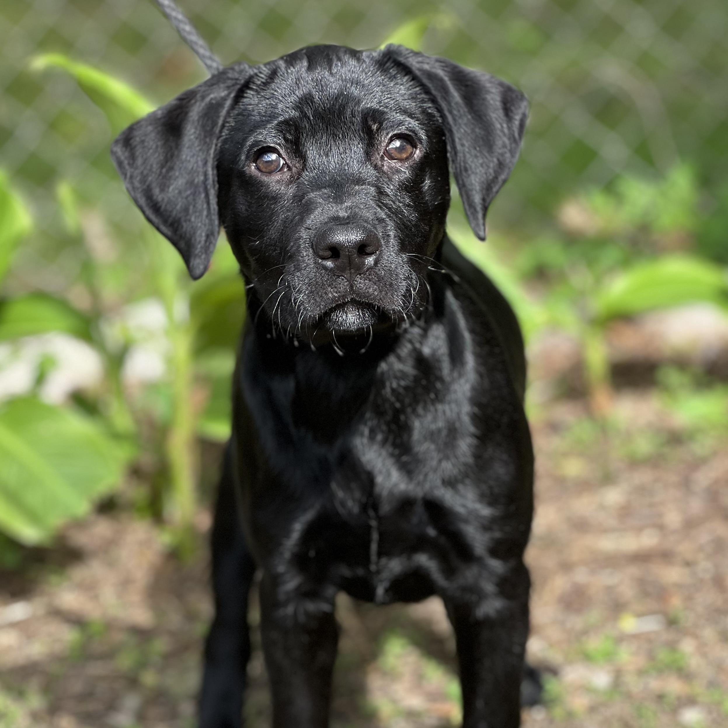Enlarge ASHA - ARRIVING IN MAINE APRIL 18TH, a Adoptable mixed breed in Berwick, ME image 3/6