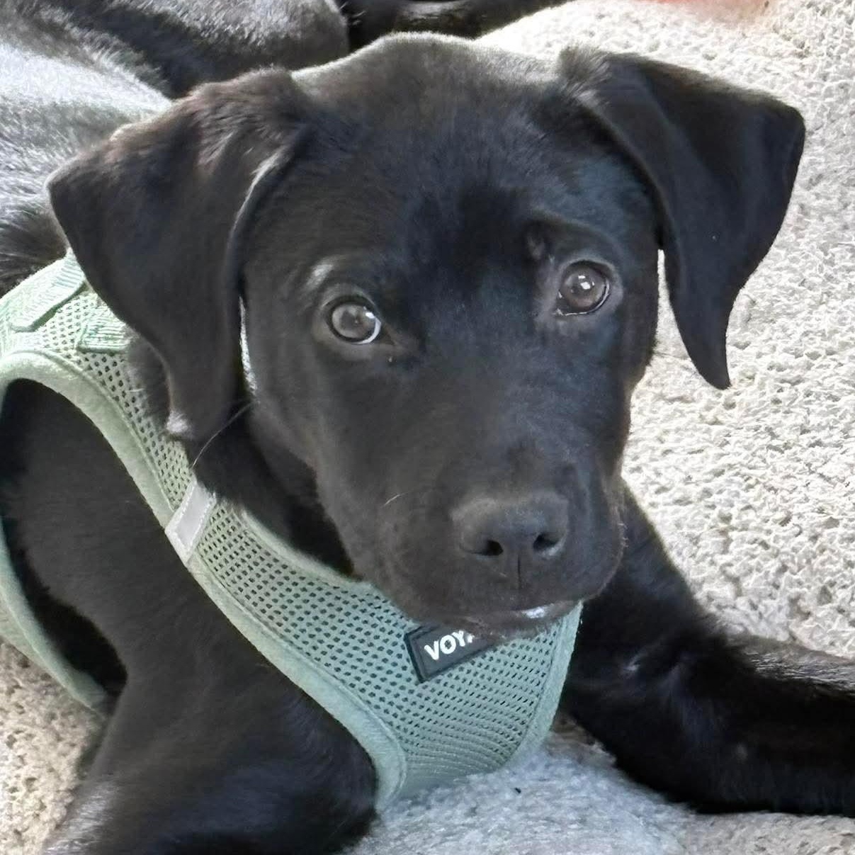 Enlarge ASHA - ARRIVING IN MAINE APRIL 18TH, an adopted mixed breed in Berwick, ME image 4/6