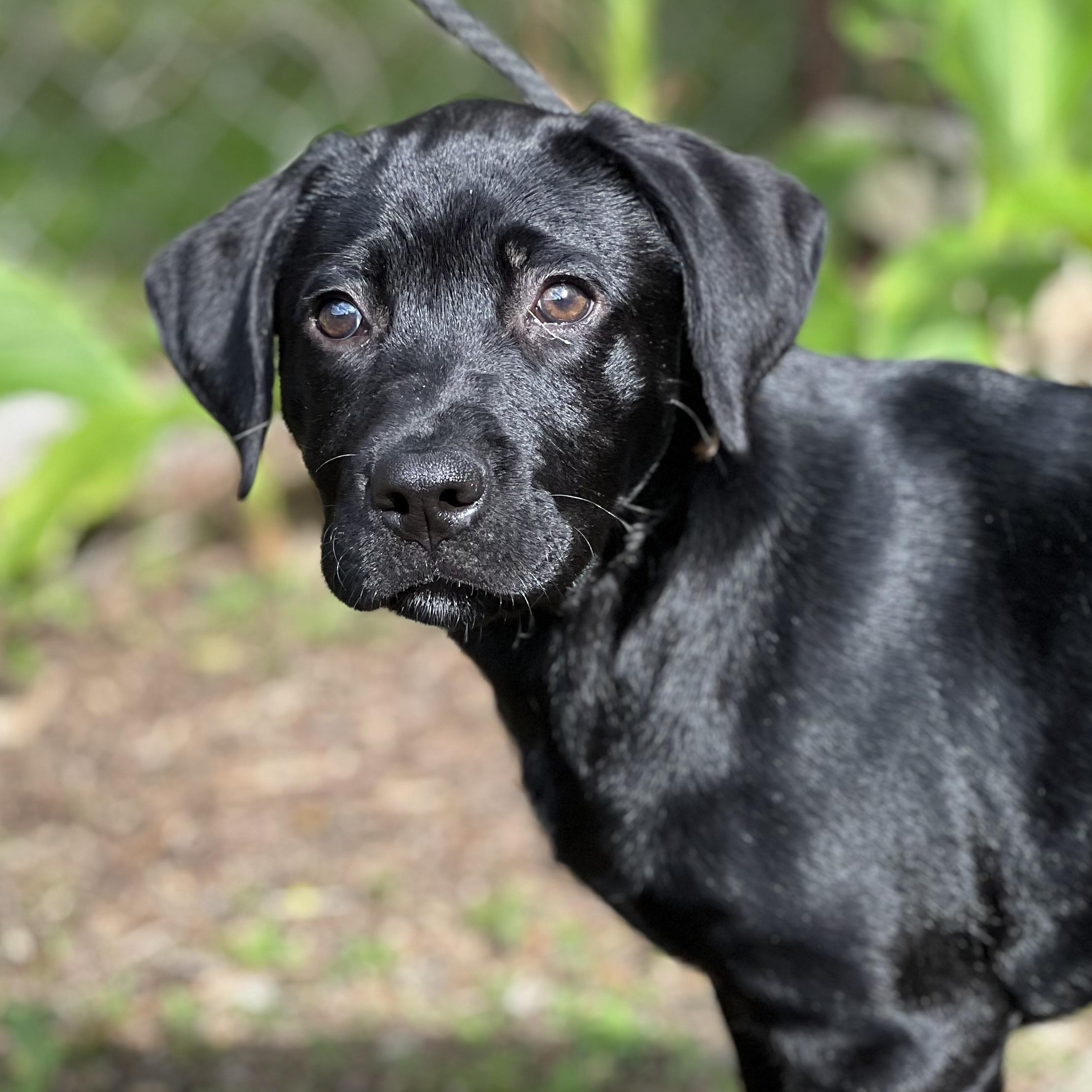 Enlarge ASHA - ARRIVING IN MAINE APRIL 18TH, a Adoptable mixed breed in Berwick, ME image 5/6