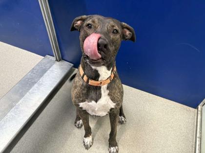 Enlarge Athena, a Adoptable mixed breed in Beatrice, NE image 1/3