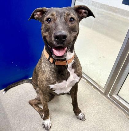 Enlarge Athena, a Adoptable mixed breed in Beatrice, NE image 2/3