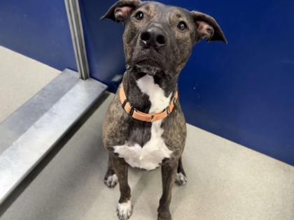 Enlarge Athena, a Adoptable mixed breed in Beatrice, NE image 3/3