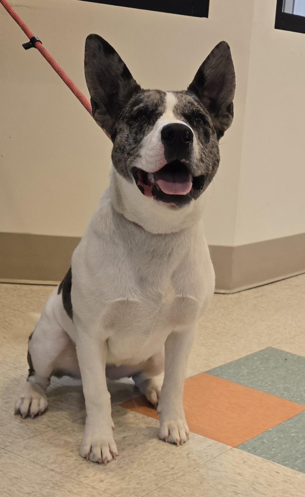 Oreo, ADOPTABLE, Adult Female Cattle Dog & American Bully.