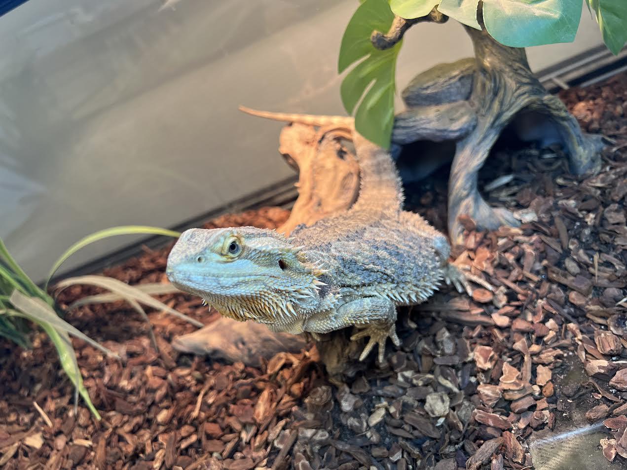 Enlarge Stanley, an adopted Bearded Dragon in South Elgin, IL image 1/3