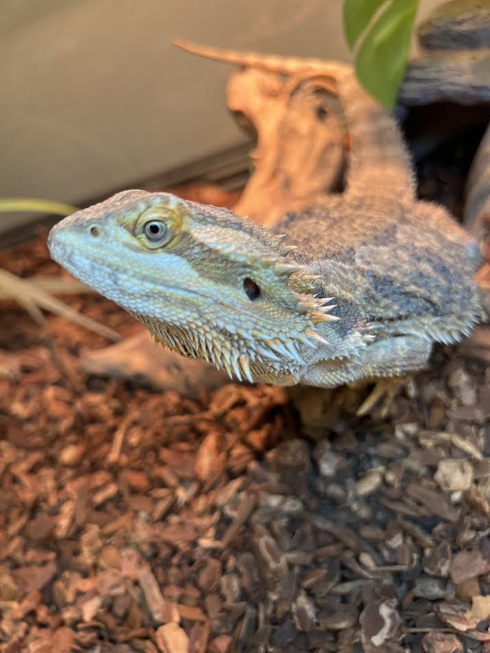 Enlarge Stanley, an adopted Bearded Dragon in South Elgin, IL image 3/3