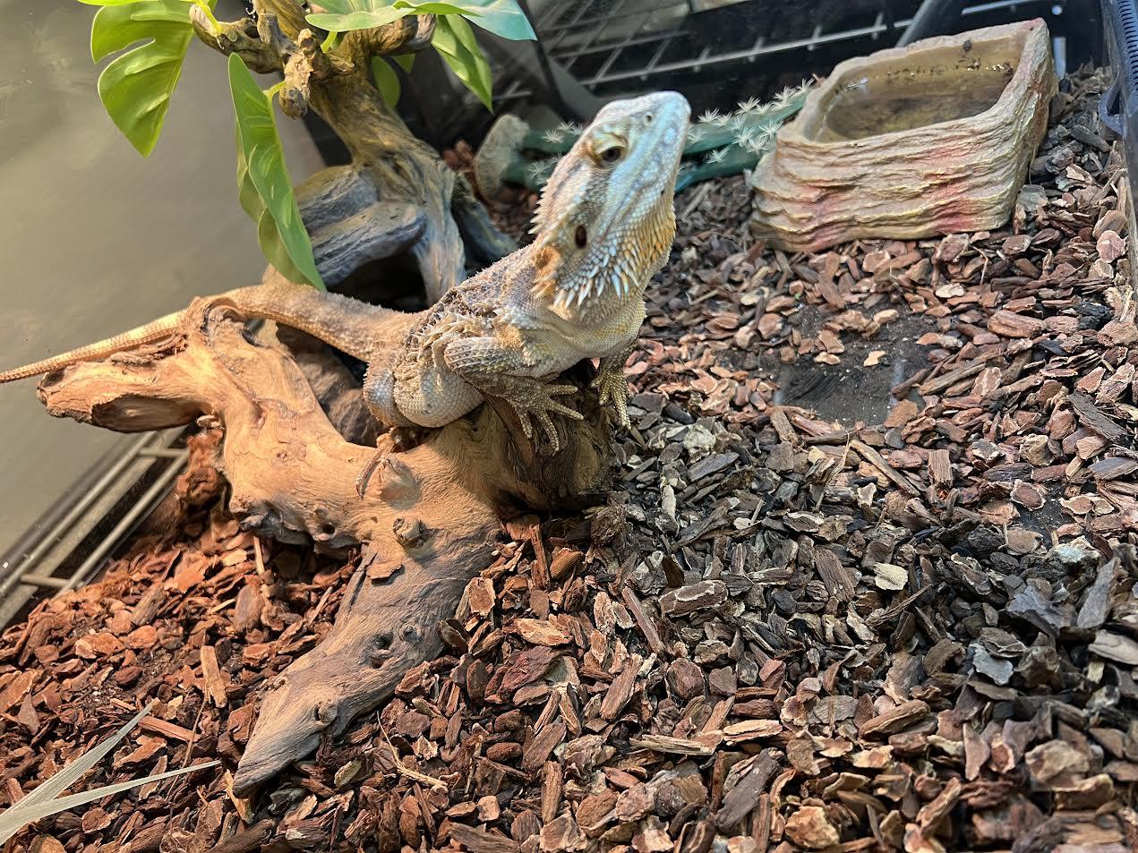 Enlarge Stanley, an adopted Bearded Dragon in South Elgin, IL image 2/3