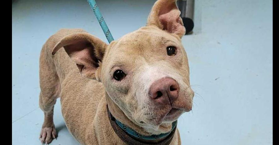 Duchess, a Adoptable mixed breed in Ridgeland, SC image 1/4