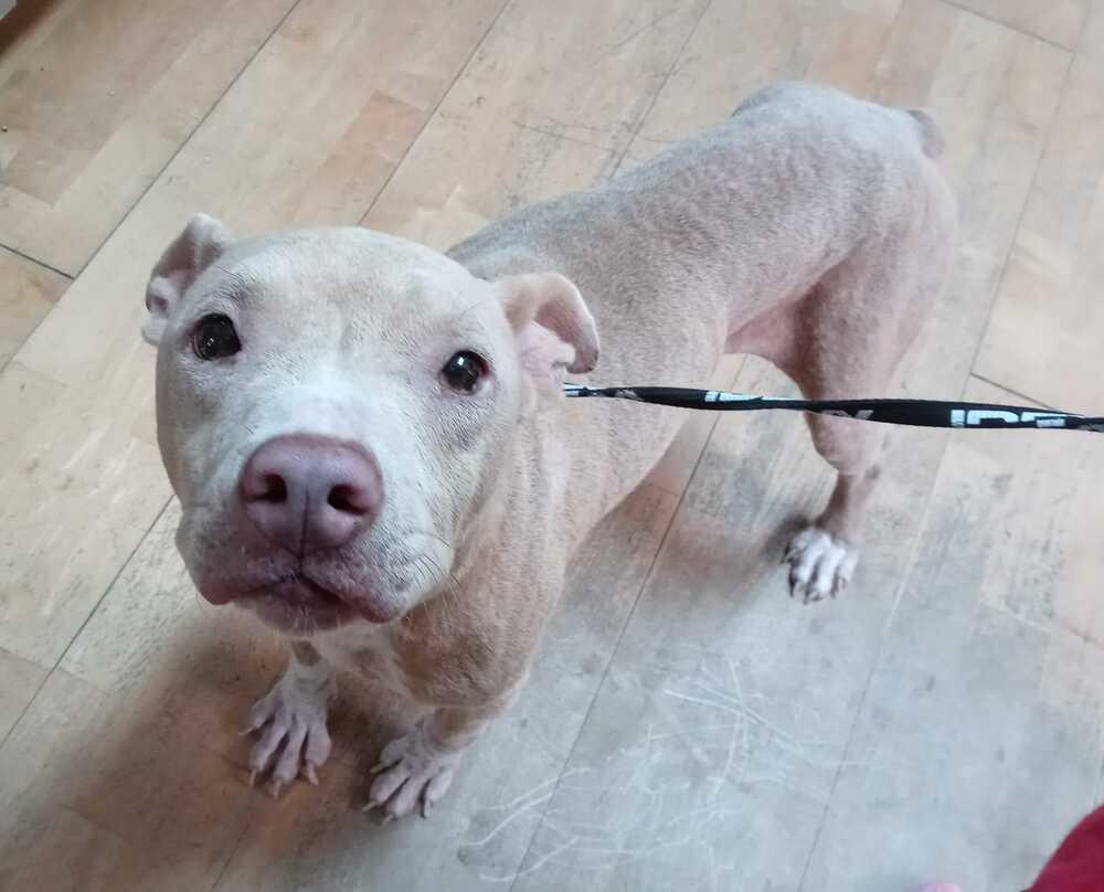 Duchess, a Adoptable mixed breed in Ridgeland, SC image 4/4