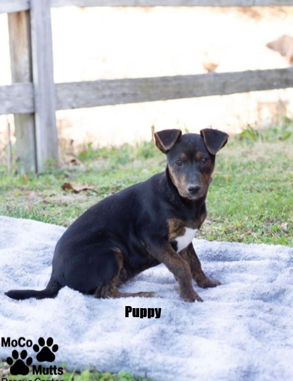 Enlarge Puppies - Huge adoption event 2/21 & 2/22, a ADOPTABLE mixed breed in Chardon, OH image 5/6