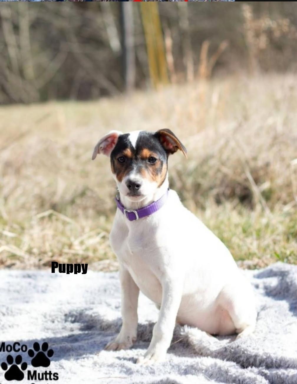 Enlarge Puppies - Huge adoption event 2/21 & 2/22, a ADOPTABLE mixed breed in Chardon, OH image 3/6