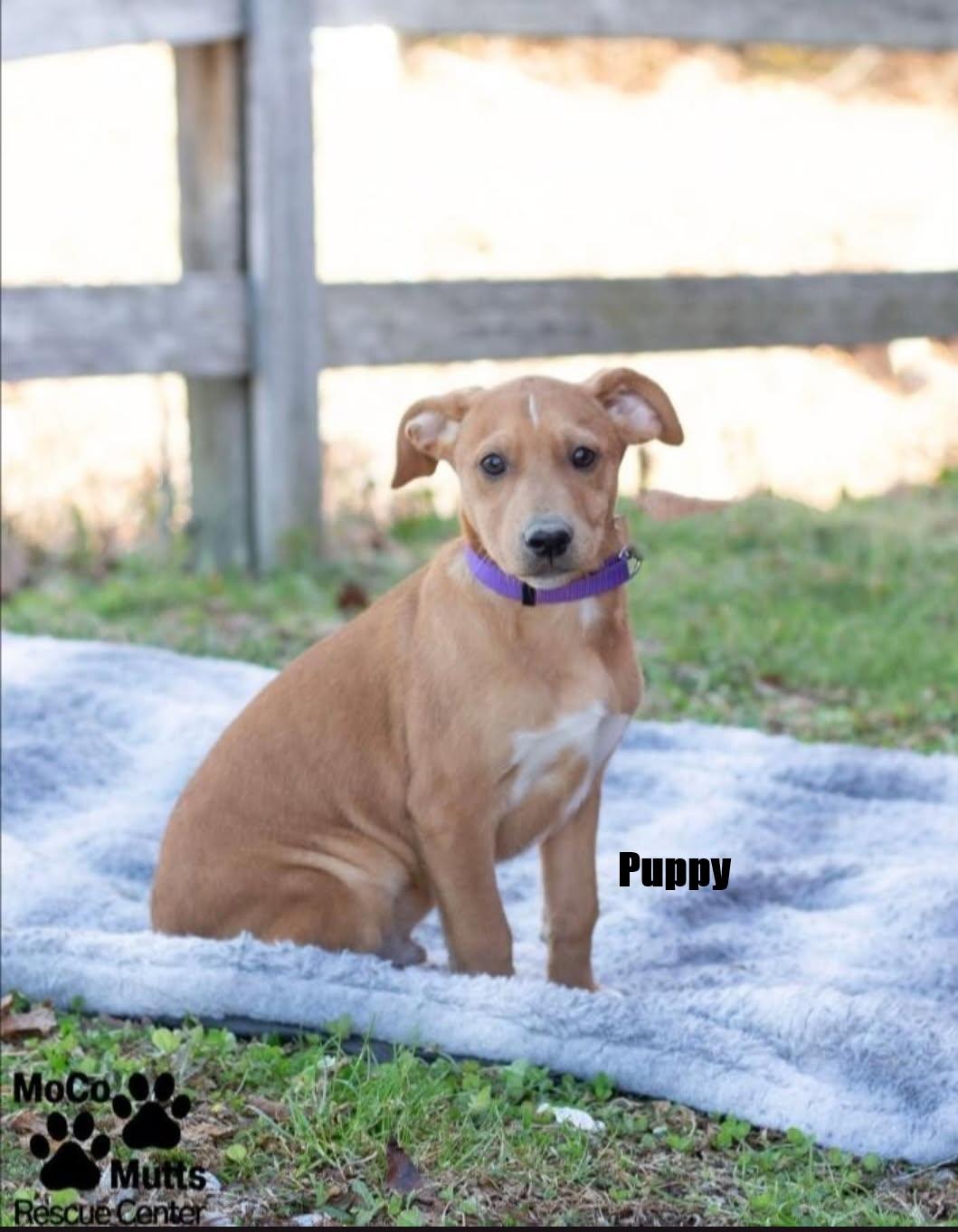 Enlarge Puppies - Huge adoption event 2/21 & 2/22, a ADOPTABLE mixed breed in Chardon, OH image 6/6