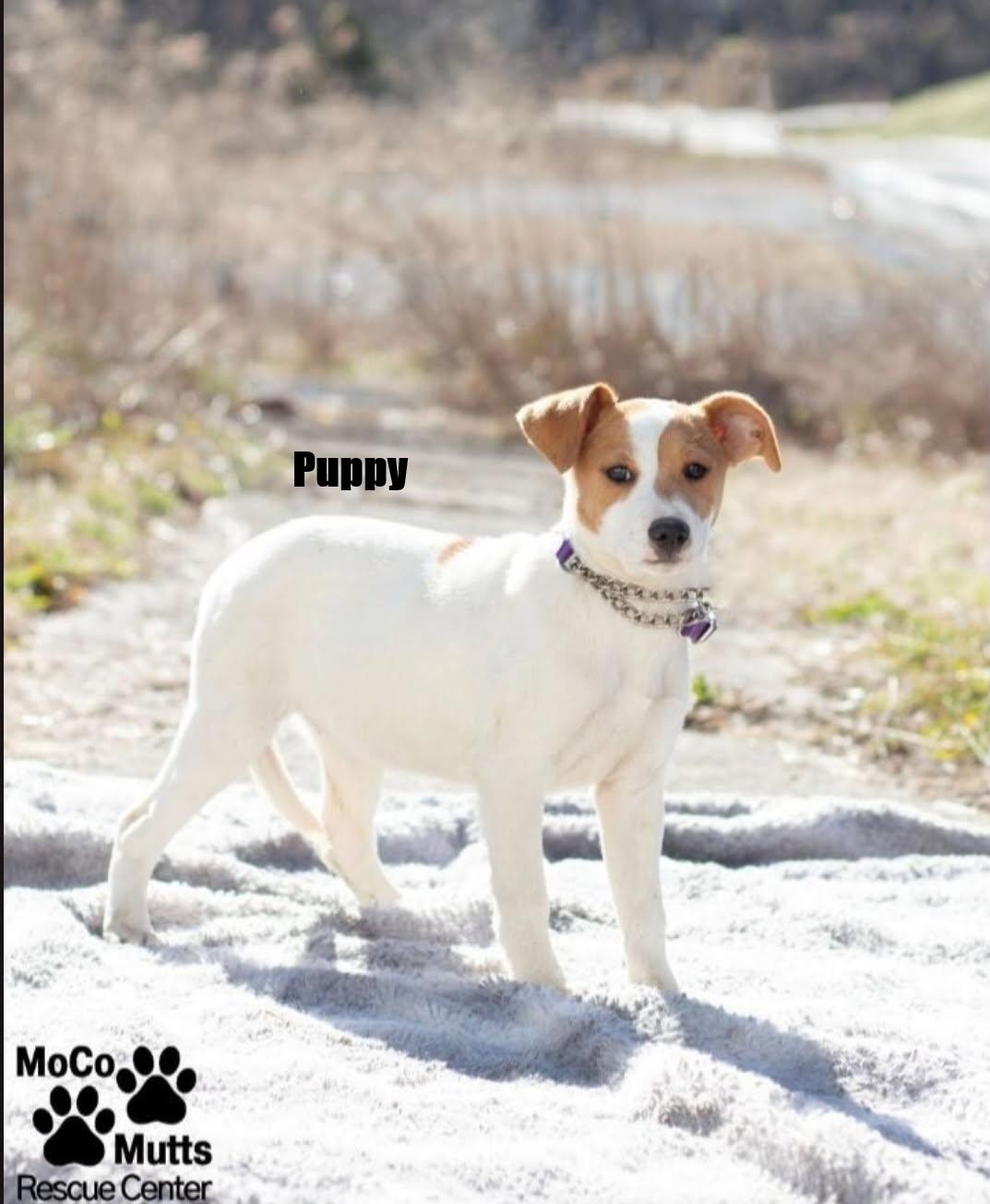 Enlarge Puppies - Huge adoption event 2/21 & 2/22, a ADOPTABLE mixed breed in Chardon, OH image 2/6