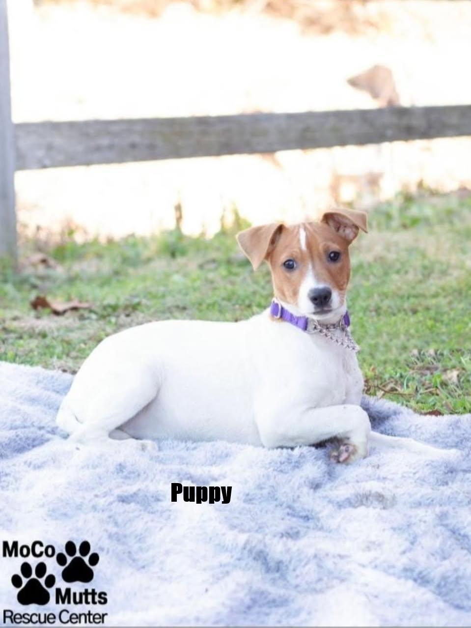 Enlarge Puppies - Huge adoption event 2/21 & 2/22, a ADOPTABLE mixed breed in Chardon, OH image 1/6
