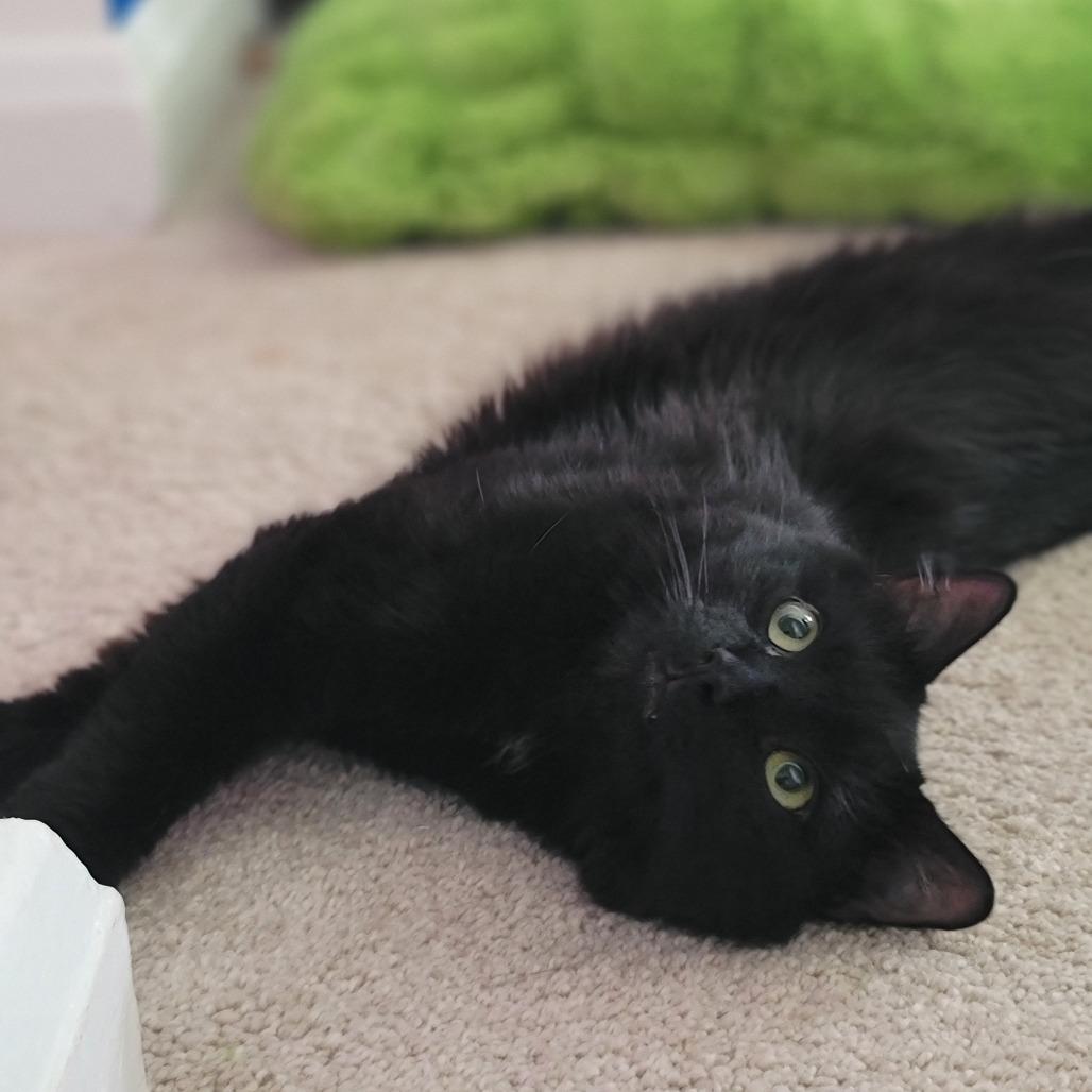 Captain Blacky thumbnail 5