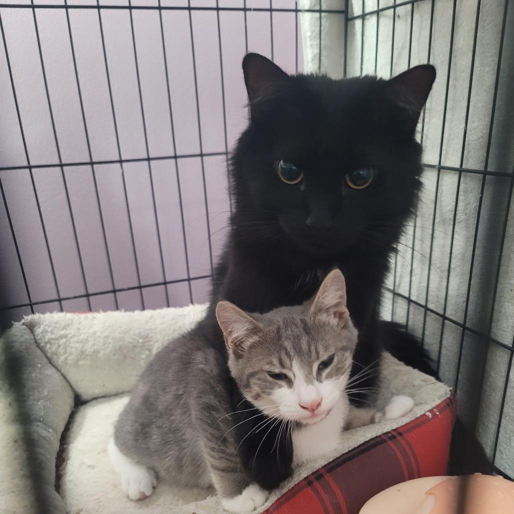 Captain Blacky thumbnail 6