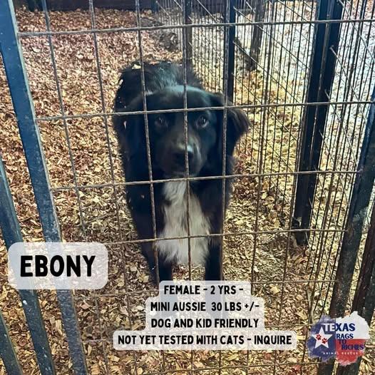 Ebony, an adoptable Australian Shepherd in Halifax , NS_image-1