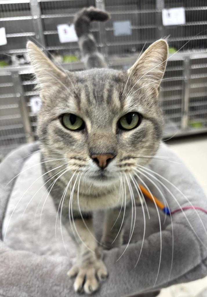 Enlarge Legolas/ Leo*, a Adopted mixed breed in Belton, TX image 1/1