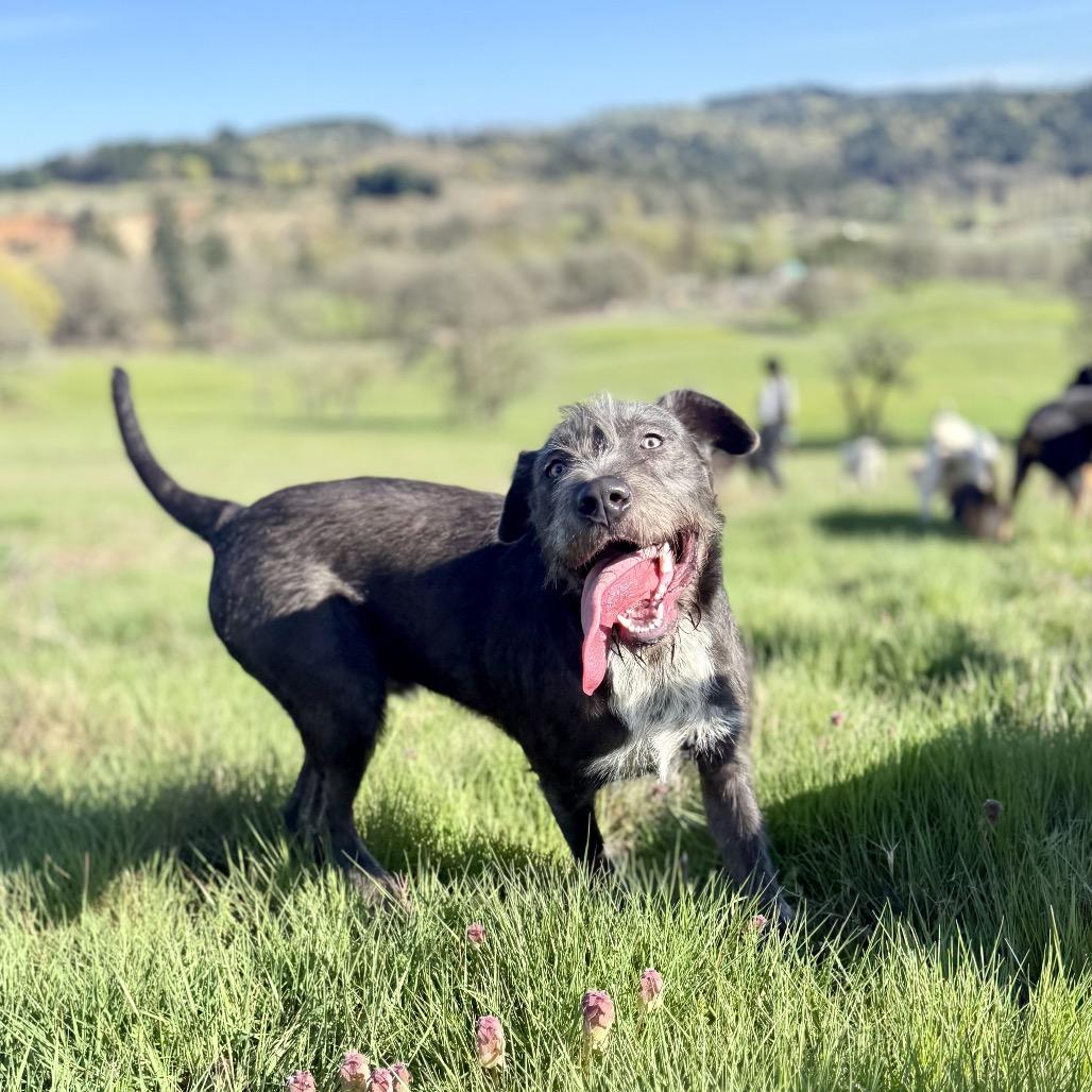 Enlarge Caesar, a Adoptable mixed breed in Golden, CO image 1/6