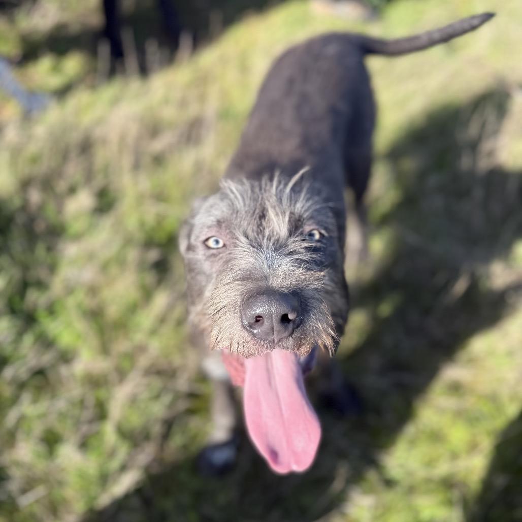 Enlarge Caesar, a Adoptable mixed breed in Golden, CO image 3/6