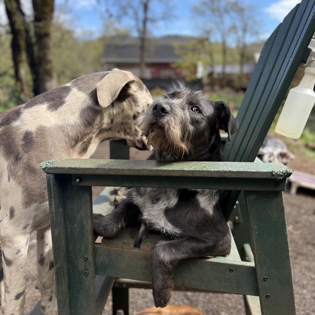 Enlarge Caesar, a Adoptable mixed breed in Golden, CO image 4/6