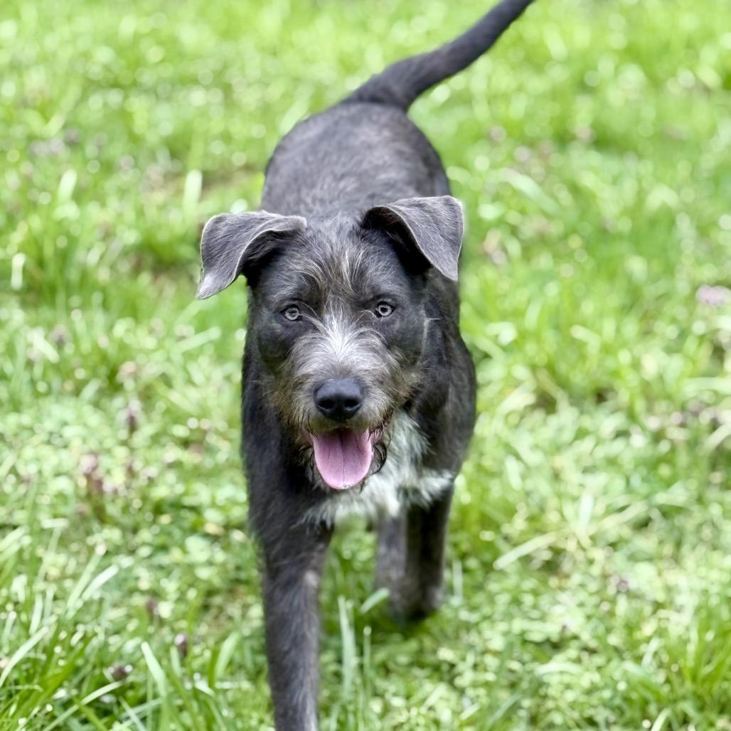 Enlarge Caesar, a Adoptable mixed breed in Golden, CO image 6/6