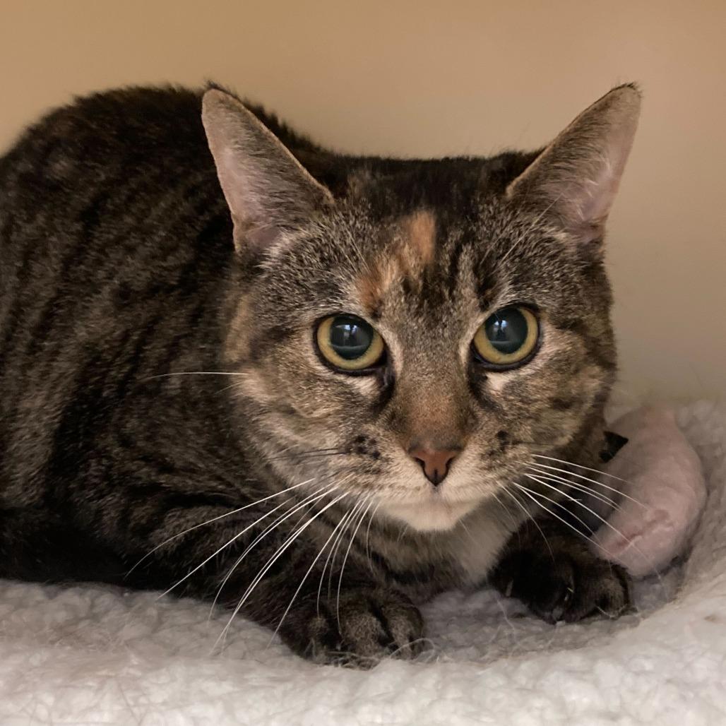 Pudding, a Adoptable Domestic Short Hair in Dayton, OH image 1/6