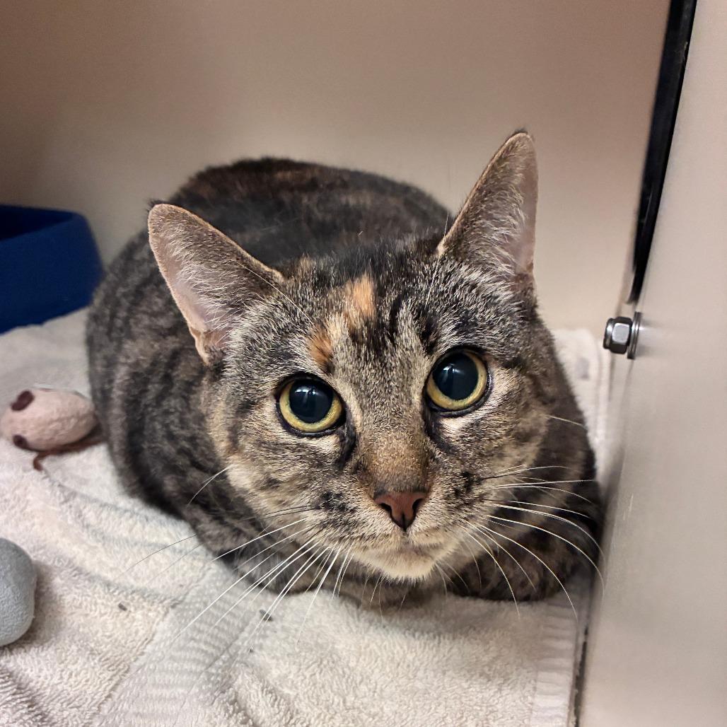 Pudding, a Adoptable Domestic Short Hair in Dayton, OH image 2/6