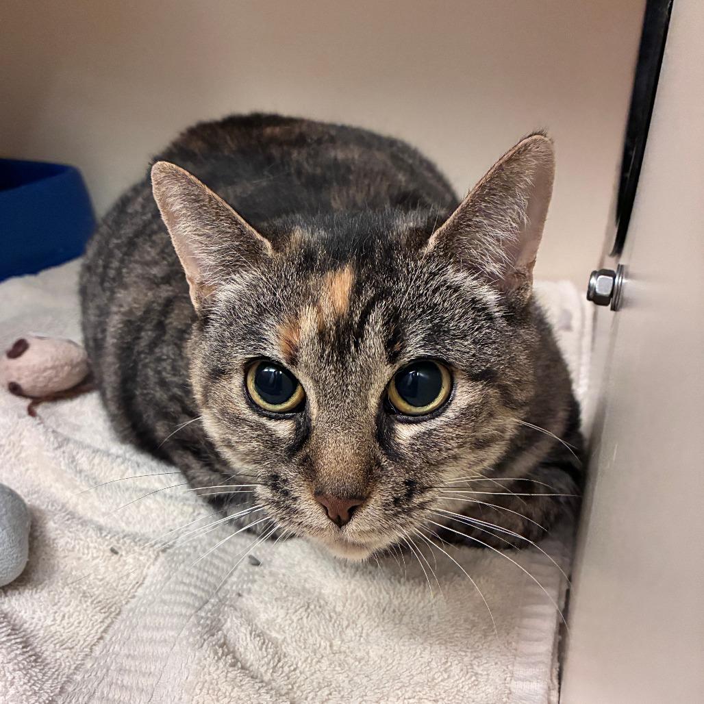 Pudding, a Adoptable Domestic Short Hair in Dayton, OH image 3/6