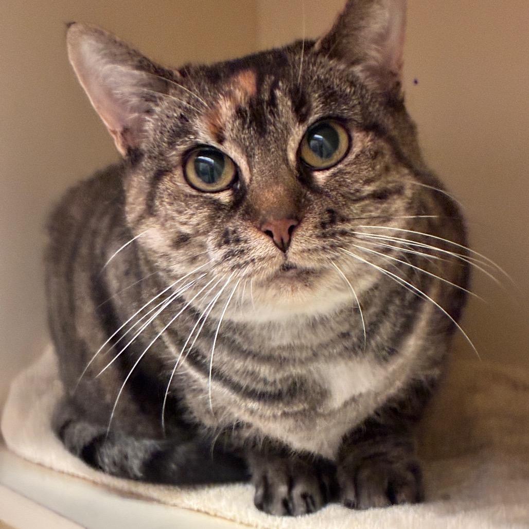 Pudding, a Adoptable Domestic Short Hair in Dayton, OH image 4/6