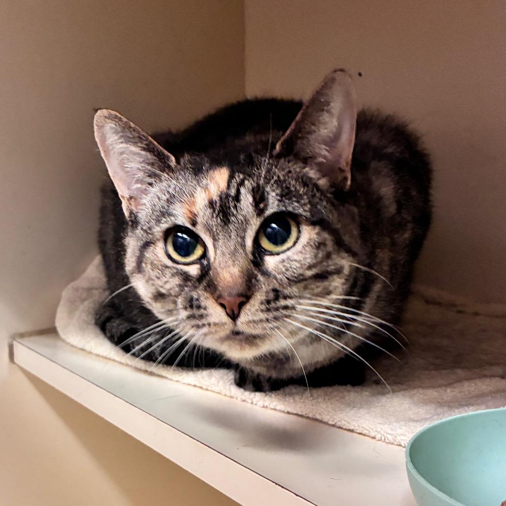 Pudding, a Adoptable Domestic Short Hair in Dayton, OH image 5/6
