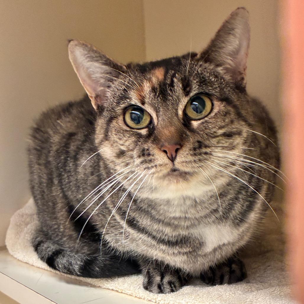 Pudding, a Adoptable Domestic Short Hair in Dayton, OH image 6/6