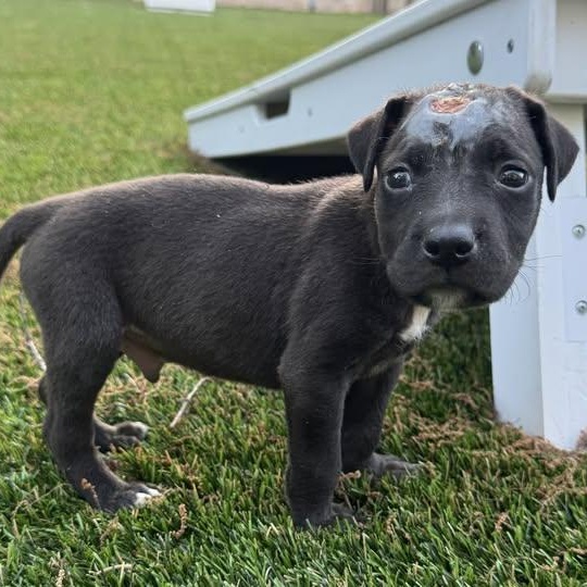 Enlarge Trooper , a ADOPTABLE mixed breed in Waxhaw, NC image 5/6