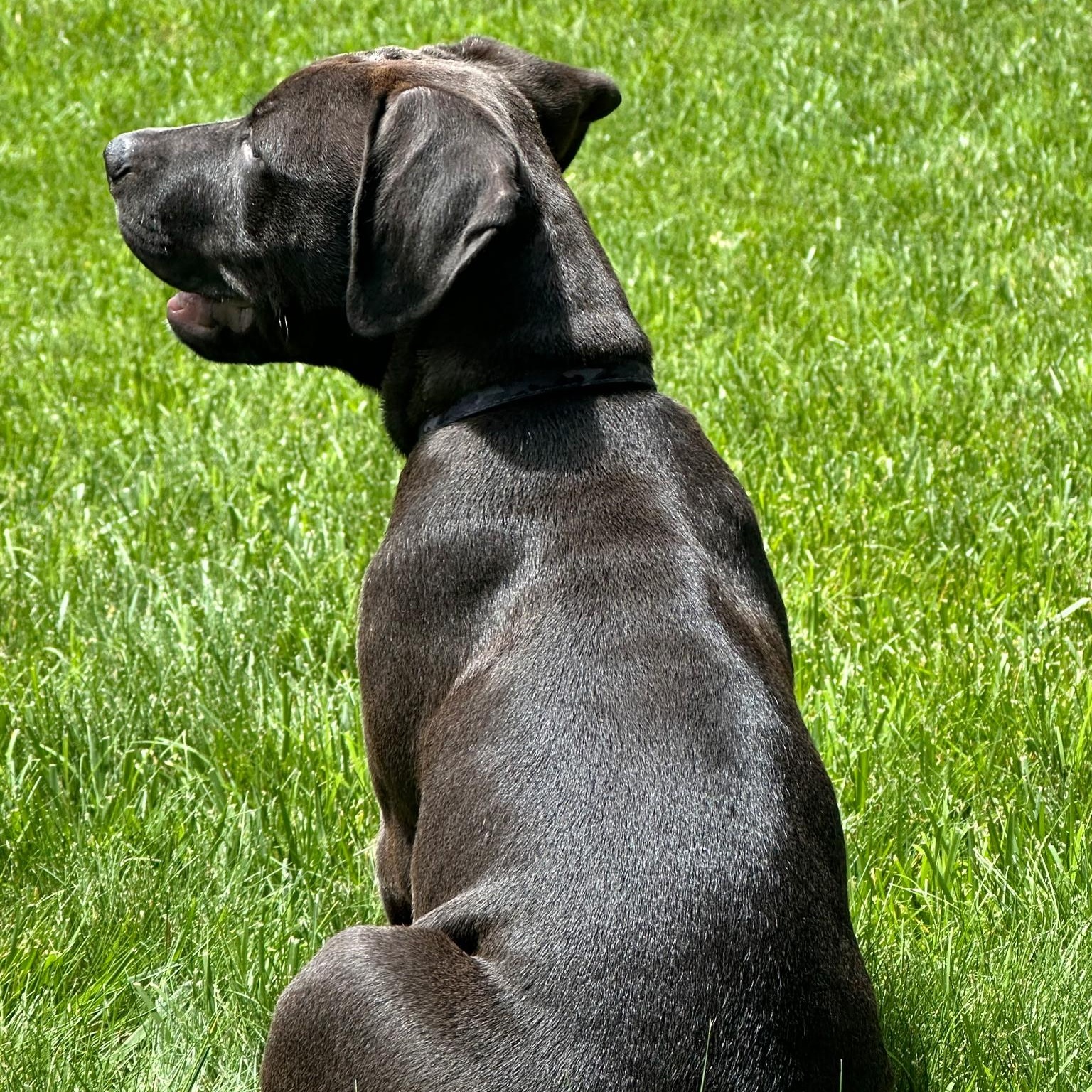 Enlarge Trooper , a ADOPTABLE mixed breed in Waxhaw, NC image 2/6
