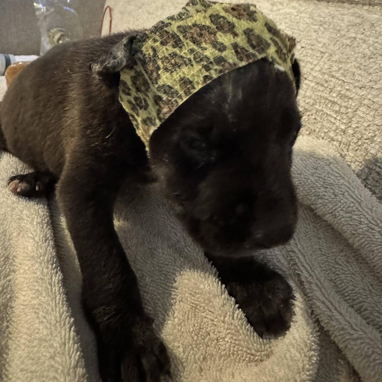 Enlarge Trooper , a ADOPTABLE mixed breed in Waxhaw, NC image 6/6