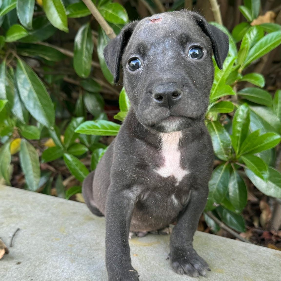 Enlarge Trooper , a ADOPTABLE mixed breed in Waxhaw, NC image 4/6