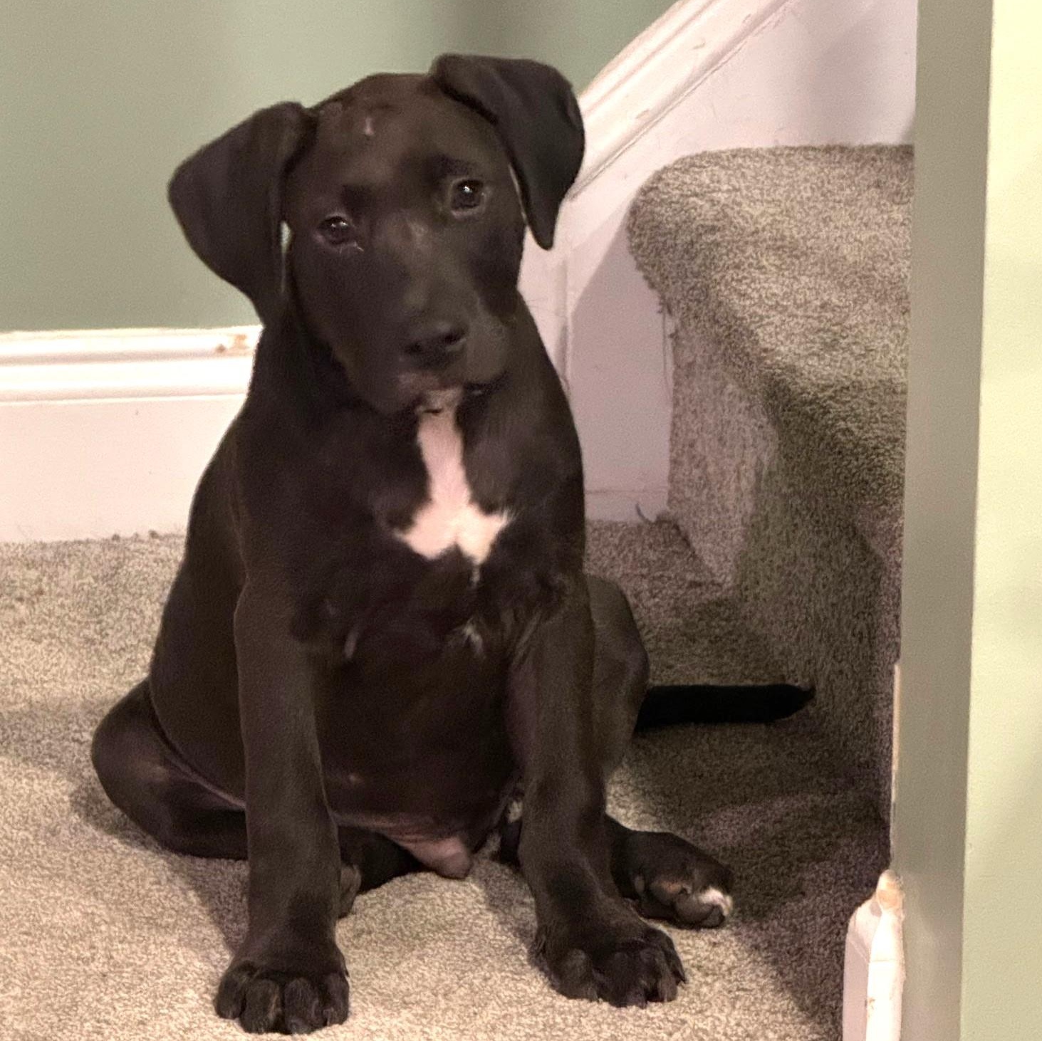 Enlarge Trooper , a ADOPTABLE mixed breed in Waxhaw, NC image 1/6