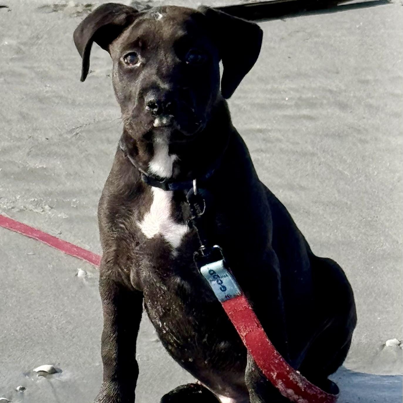 Enlarge Trooper , a ADOPTABLE mixed breed in Waxhaw, NC image 3/6