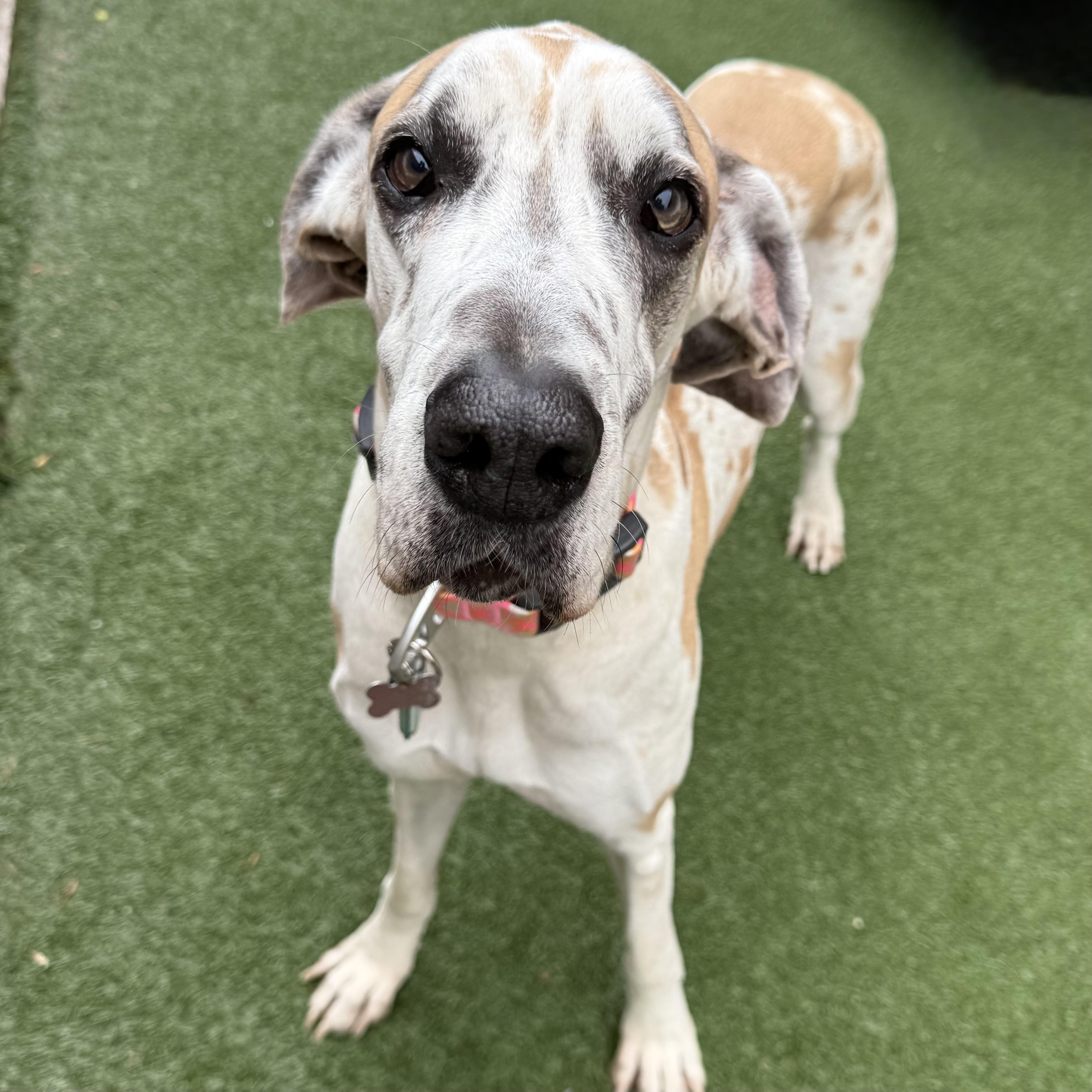 Enlarge Dollie, an adoptable mixed breed in Itasca, IL image 1/6