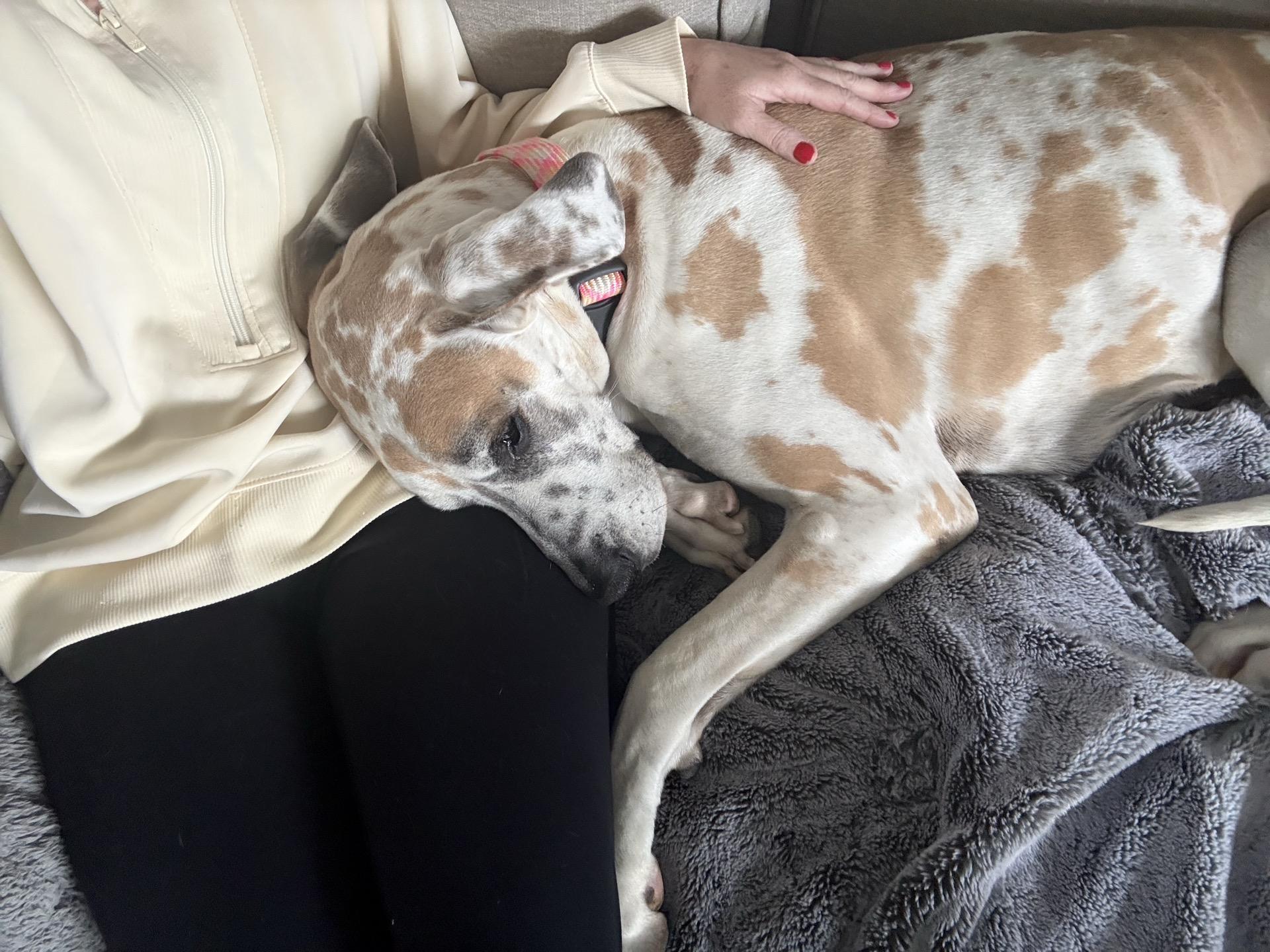 Enlarge Dollie, an adoptable mixed breed in Itasca, IL image 4/6