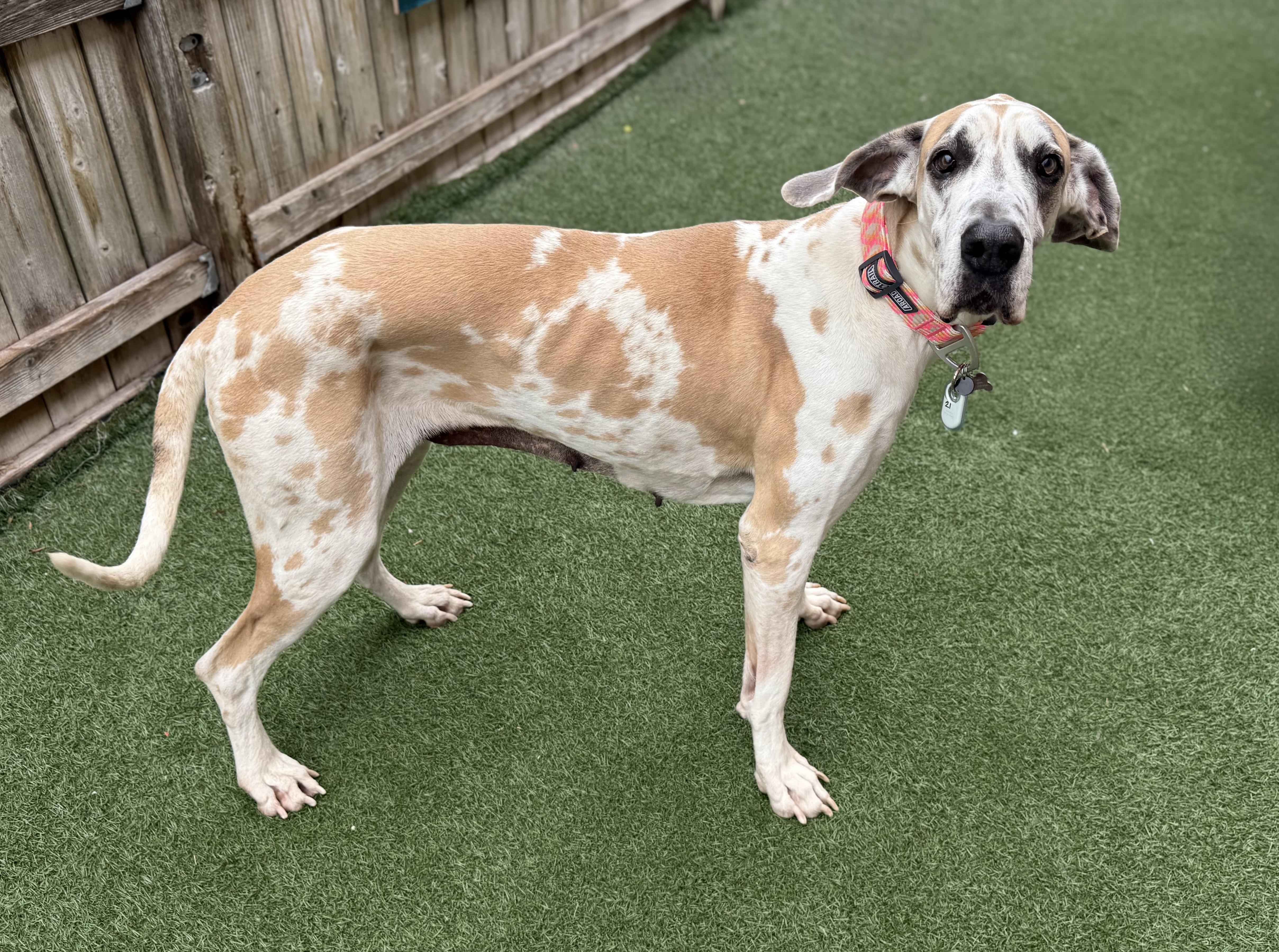 Enlarge Dollie, an adoptable mixed breed in Itasca, IL image 2/6