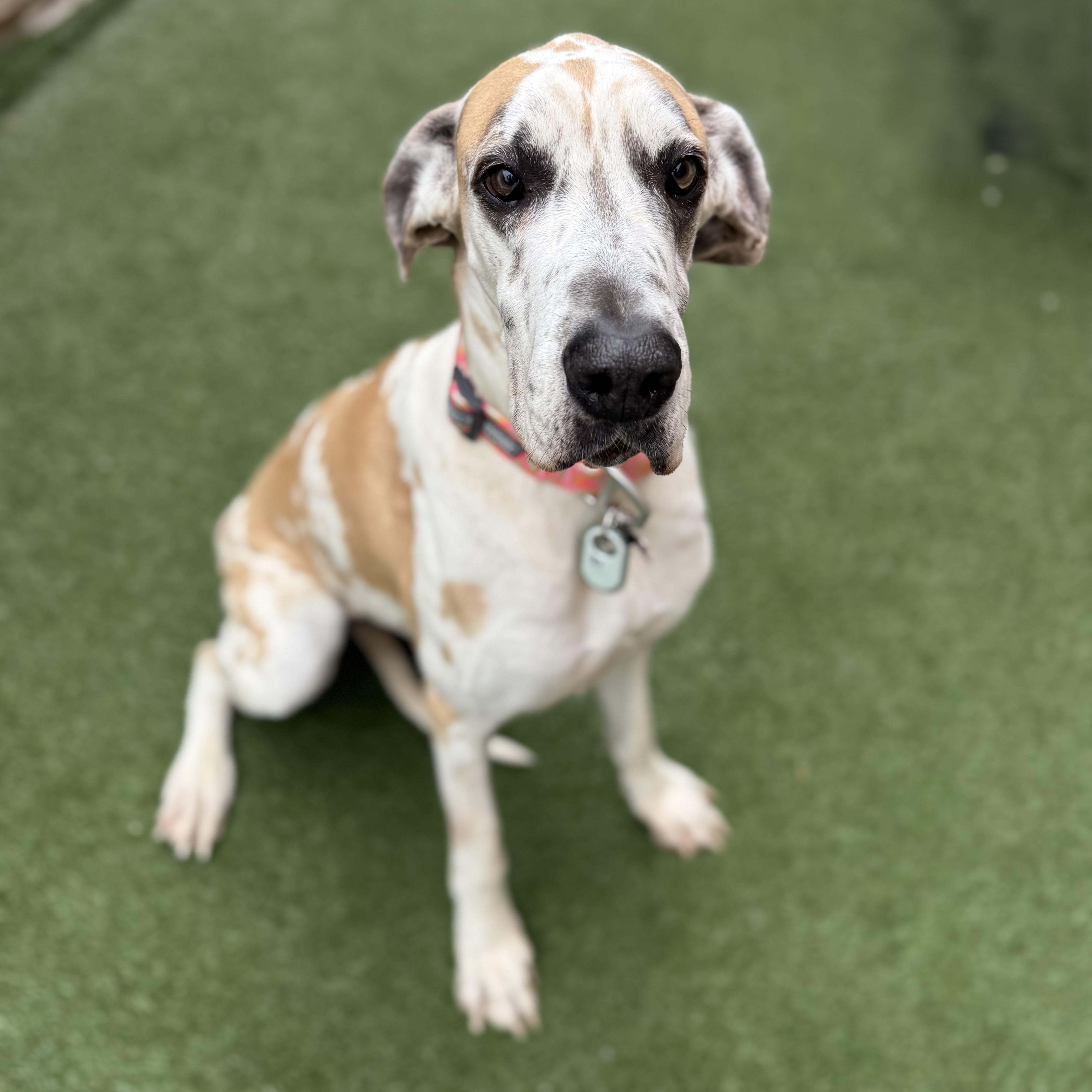 Enlarge Dollie, an adoptable mixed breed in Itasca, IL image 3/6