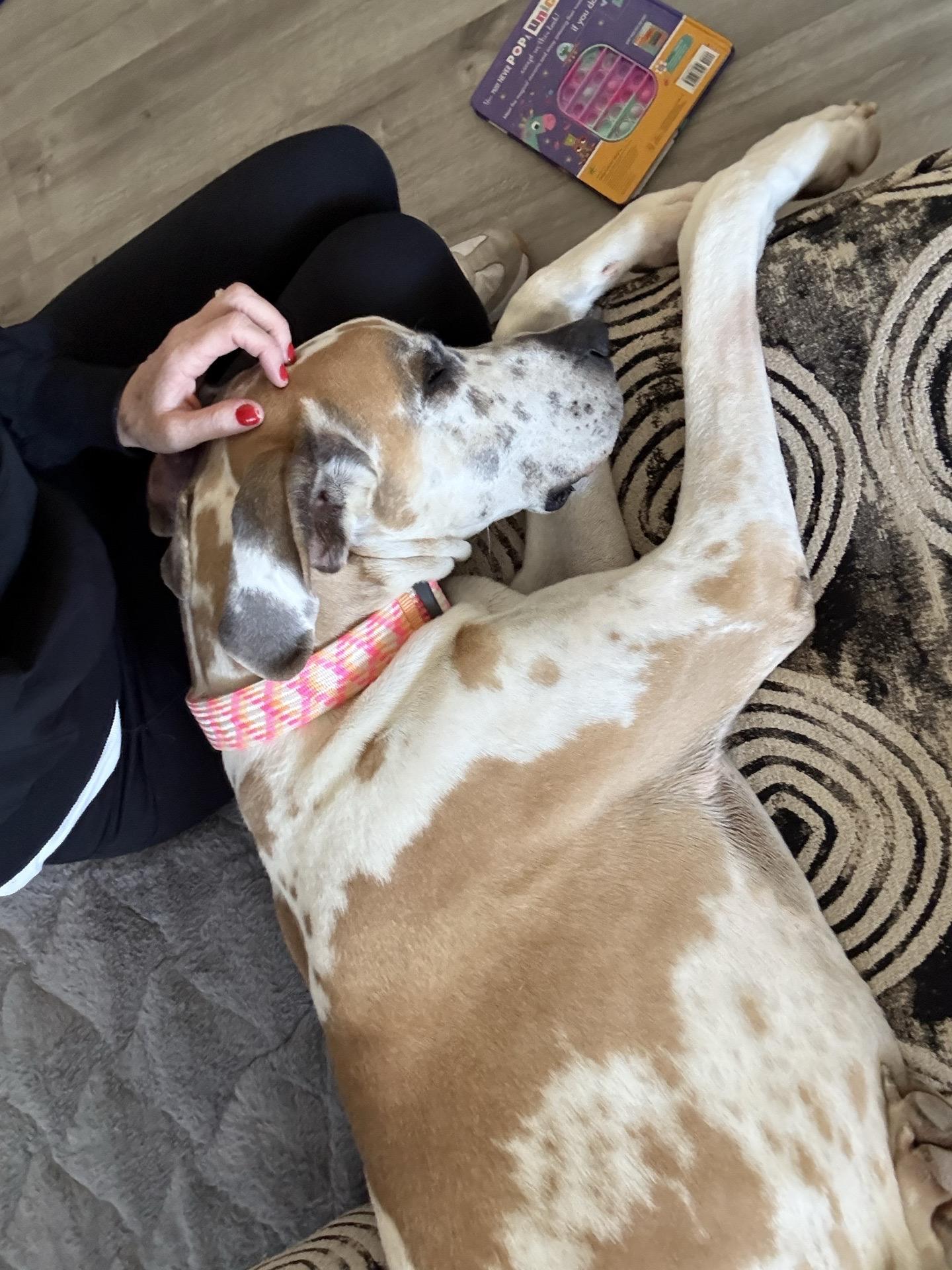 Enlarge Dollie, an adoptable mixed breed in Itasca, IL image 5/6