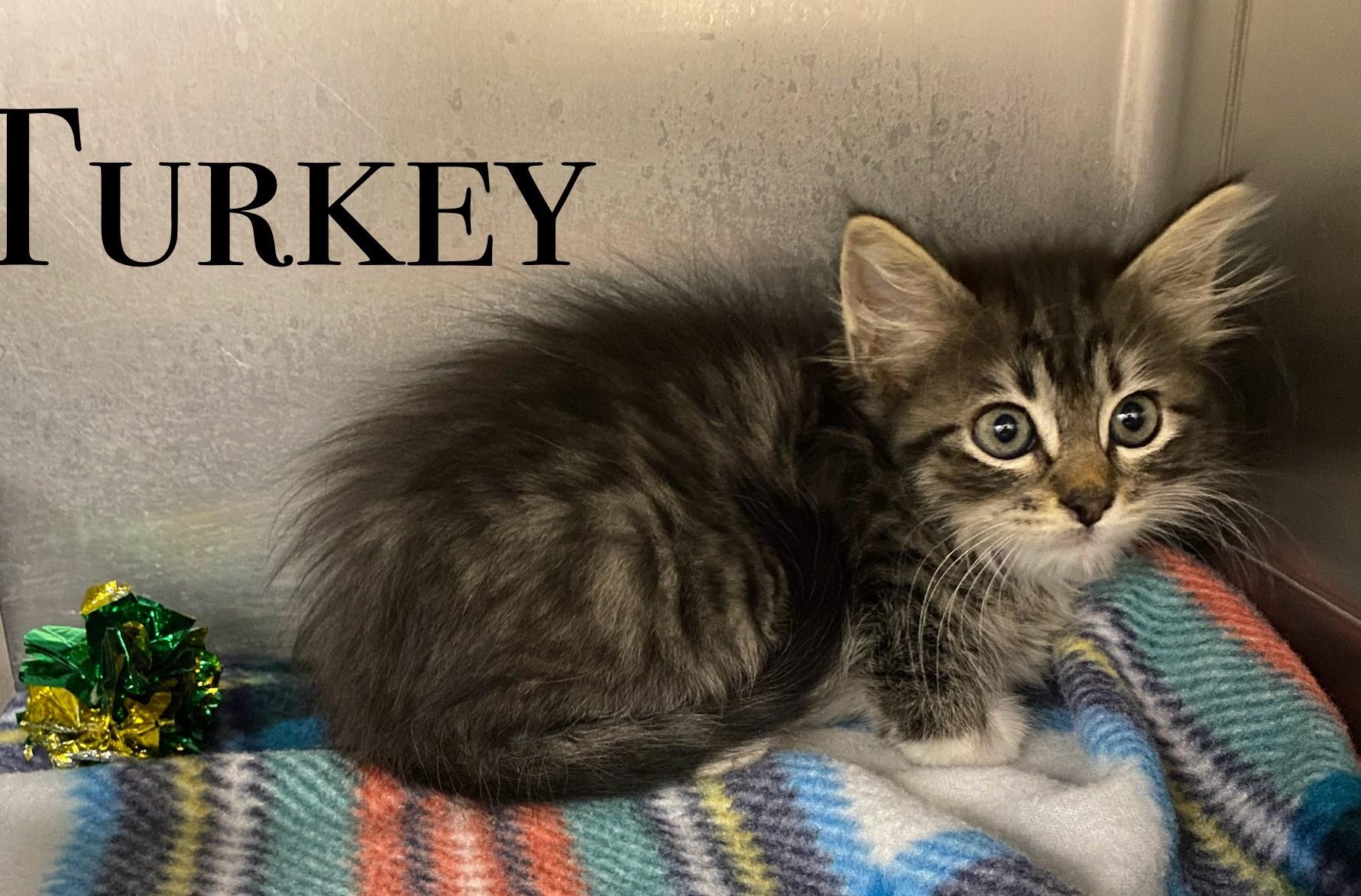 Turkey, an adoptable Domestic Short Hair in Craig, CO, 81625 | Photo Image 1