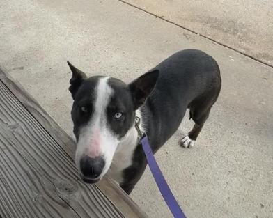 Riley — thumbnail 2