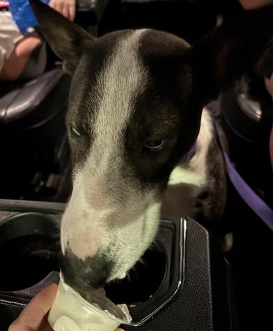 Riley — thumbnail 4