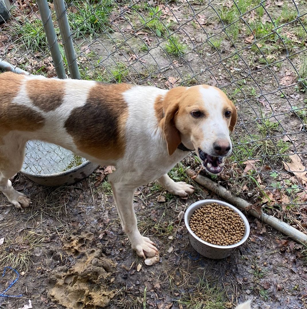 Enlarge Daisie , a Adoptable mixed breed in Clarksville, VA image 4/4