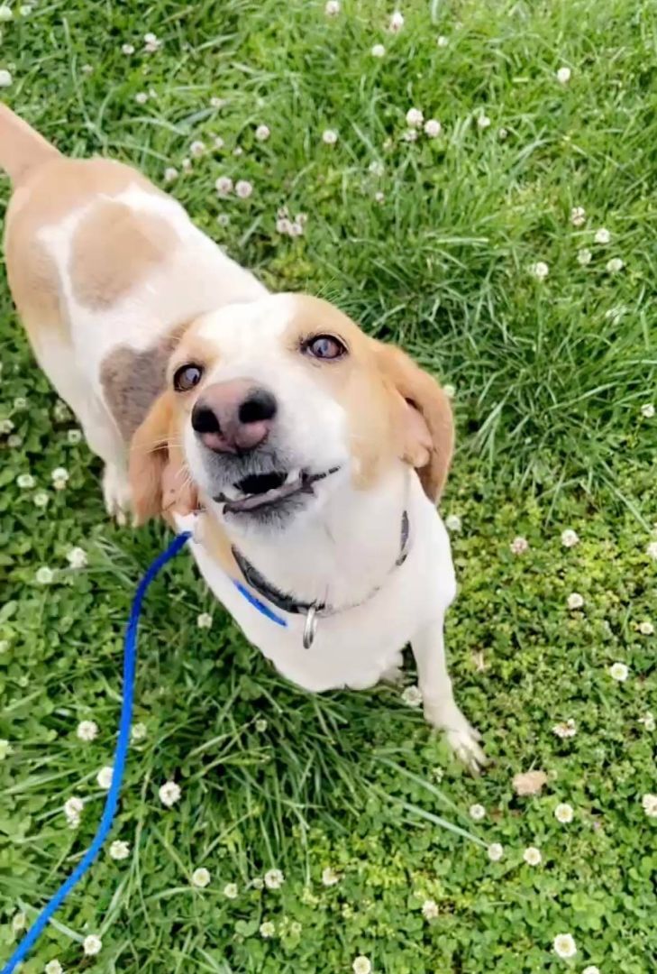 Enlarge Daisie , a Adoptable mixed breed in Clarksville, VA image 1/4